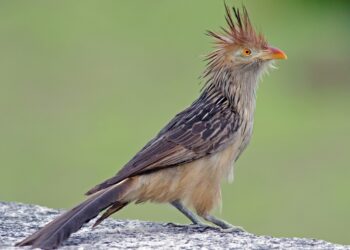 passarinho