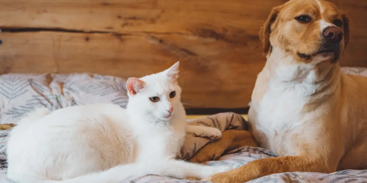 Créditos: Shutterstock