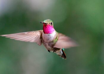 Créditos: Shutterstock