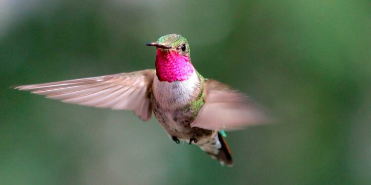 Créditos: Shutterstock