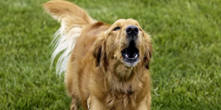 Créditos: Shutterstock