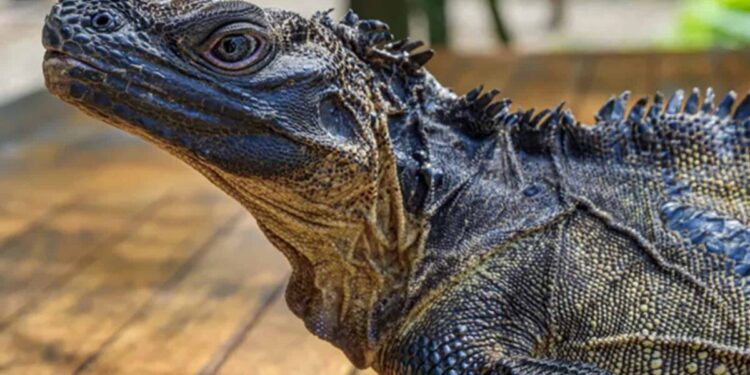 Créditos: Shutterstock