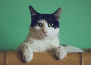 Créditos: Unplash/Manja Vitolic