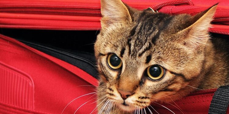 Créditos: Shutterstock