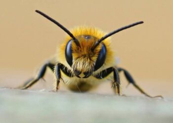Créditos: Shutterstock